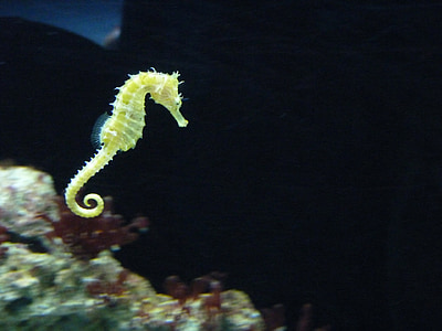 closeup photo of yellow seahorse