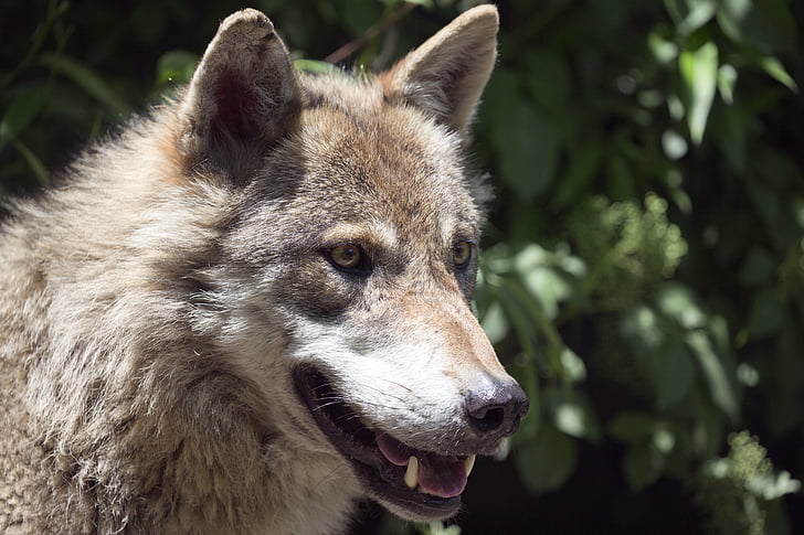close-up photo of brown and white wolf