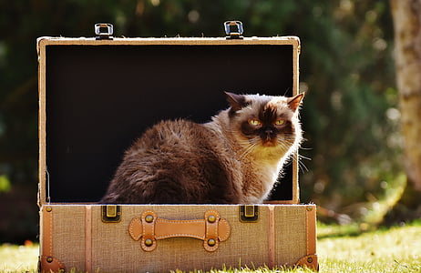 mainecon cat on luggage
