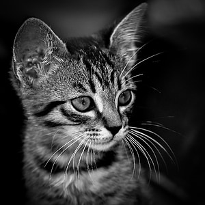 grayscale photo of tabby kitten