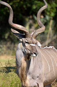 short-coated brown animal with curved horns