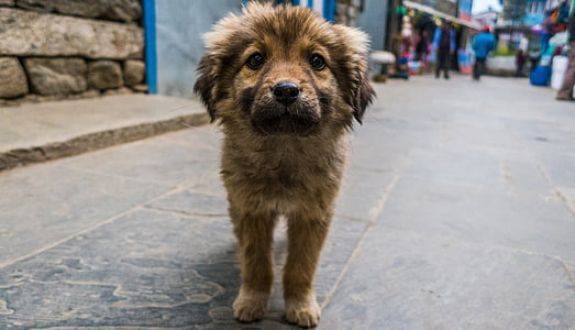 short-coated brown dog on street