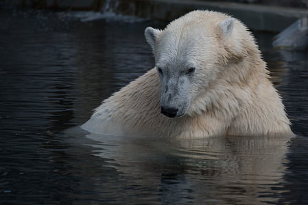 polar bear on water