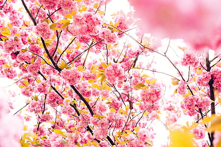 pink and yellow petaled tree in focus photography