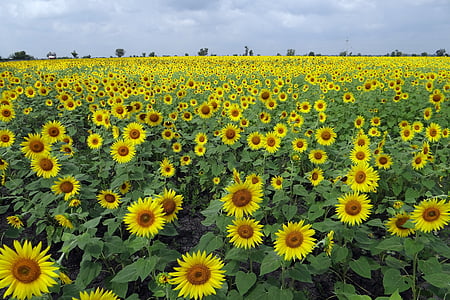 bed of sunflowers
