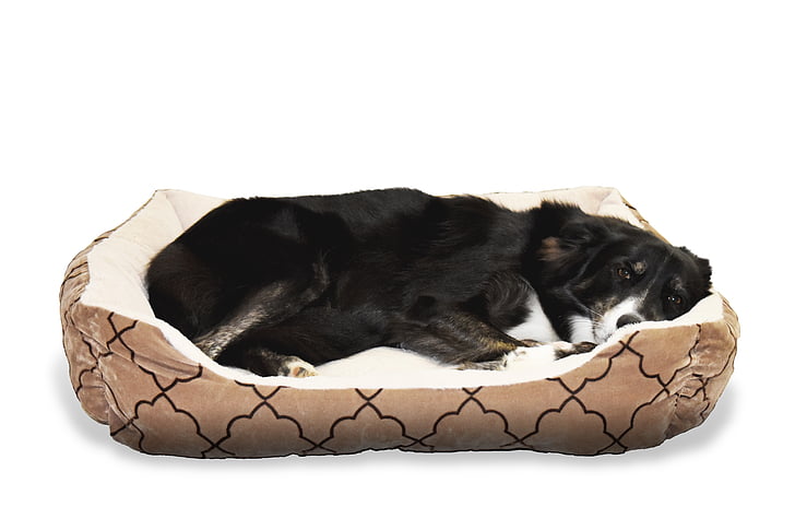 black and white border collie lying on pet bed