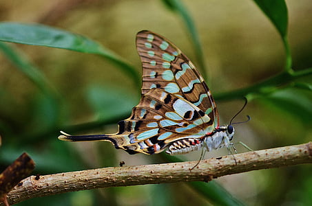 close-up photo of brown and teal butterfly