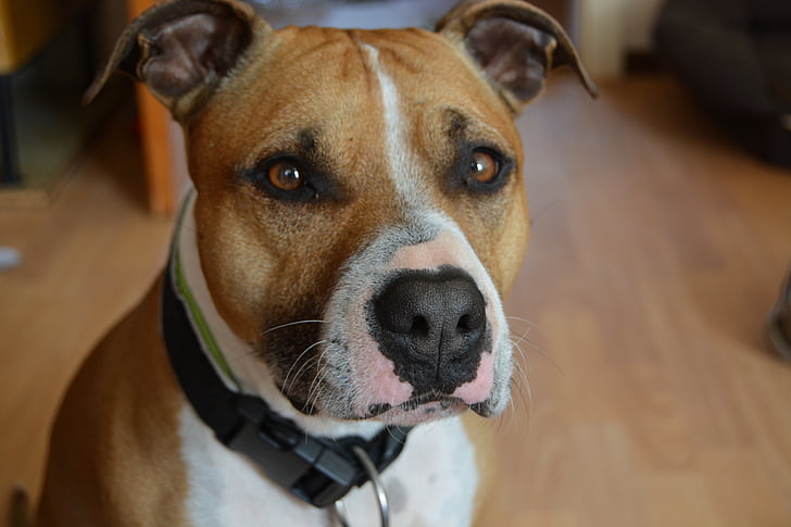 adult brown and white American pit bull terrier