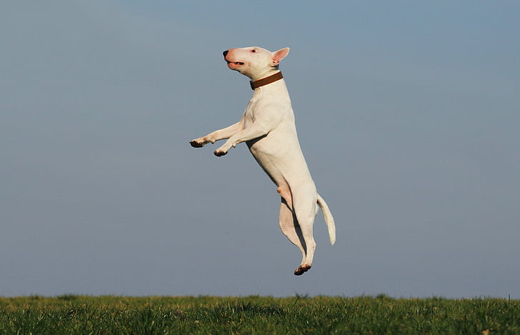 white Bull Terrier jumped