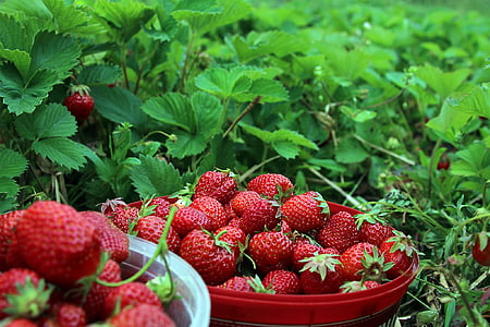 close photo of two buckets of strawberry fruits