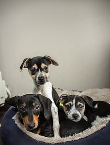 three puppies on pet bed