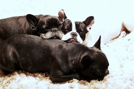 three adult black and white French bulldogs
