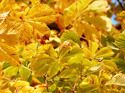 green and yellow leafed plants during daytime