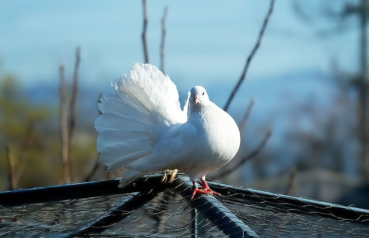 close-up photography of white fantail dove
