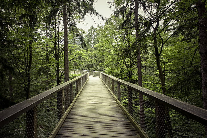 brown wooden bridge between forest under cloudy sky