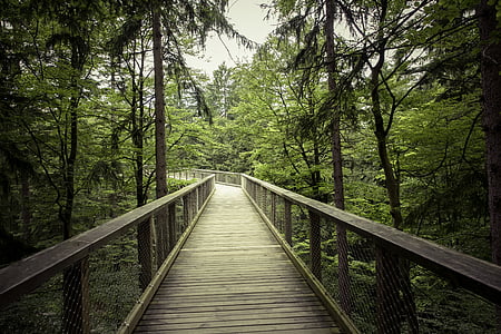 brown wooden bridge between forest under cloudy sky