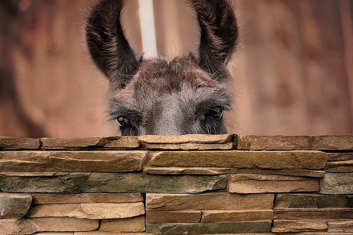 shallow focus photography of gray donkey