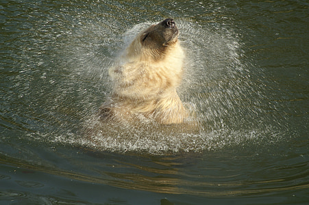 closeup photo of polar bear in the water