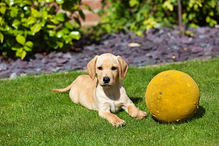 yellow Labrador retriever puppy prone lying beside yellow ball on green lawn grass