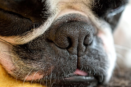 dog, detail, snout, sleep, fatigue, terrier