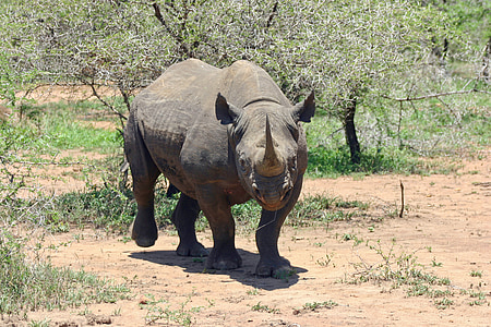photography of rhinocerous