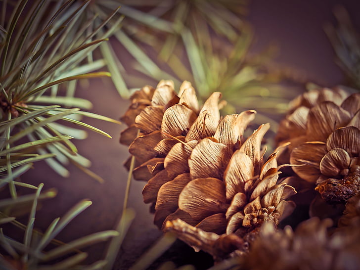 shallow focus photography of brown conifer