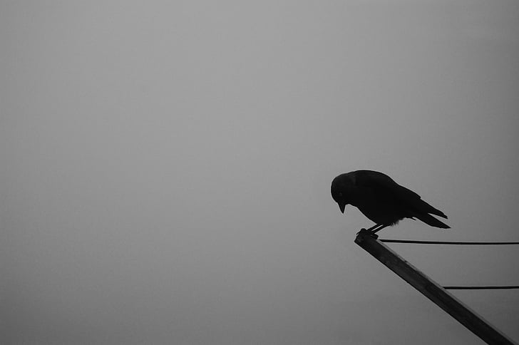 silhouette of bird on brown wooden rod