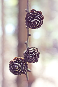 selective focus photography of three brown pinecones