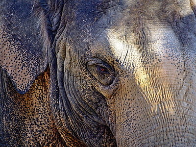 close-up photo of gray elephant