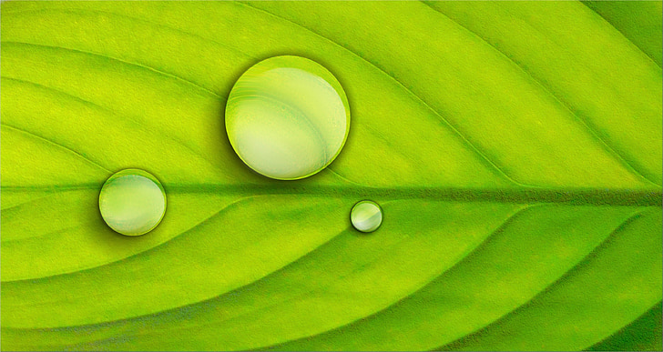 green leaf with three dew drops