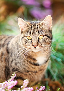 close-up photo of brown and black tabby cat
