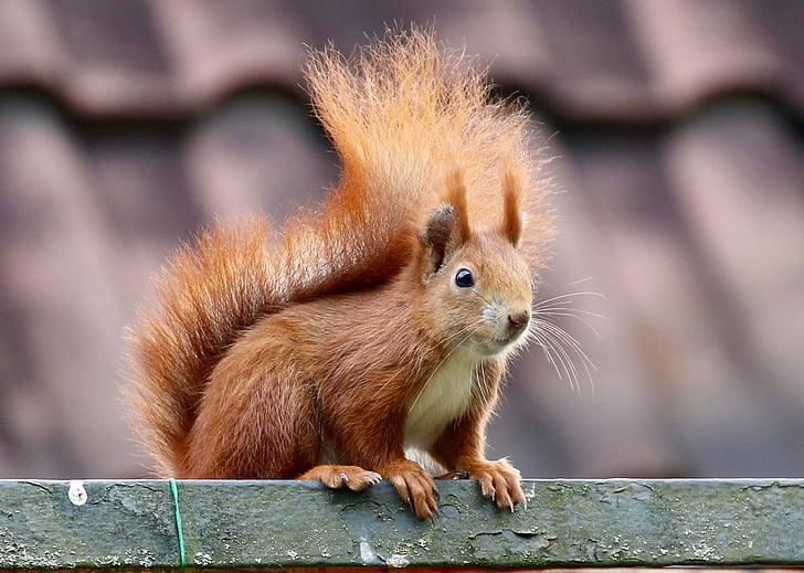 selective focus photo of red squirrel