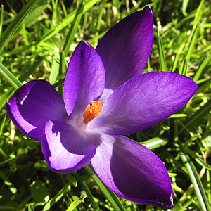 purple flower on grass