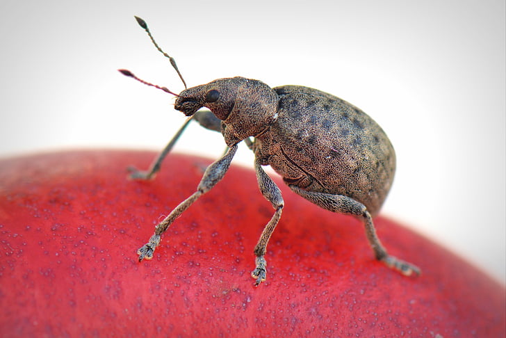 brown and black weevil on red surface