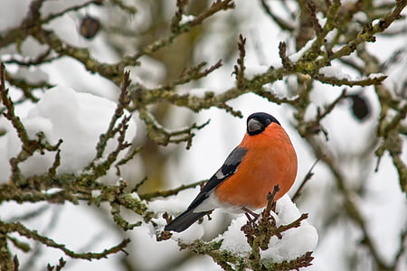 orange and black bird on tree branch