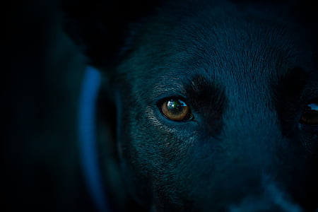 close-up photography of dog's right eye