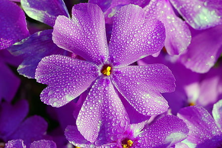 purple 5-petaled flowers closeup photography