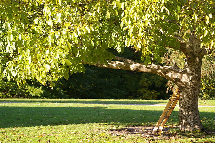 brown metal ladder hang on green leafed tree at daytime