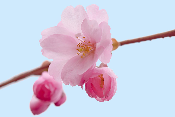 pink cherry blossoms closeup photography