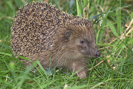 brown porcupine on green field