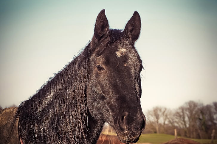 shallow focus photography of black horse