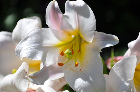 white-and-yellow lilies closeup photography