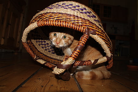 orange tabby kitten in brown wicker basket