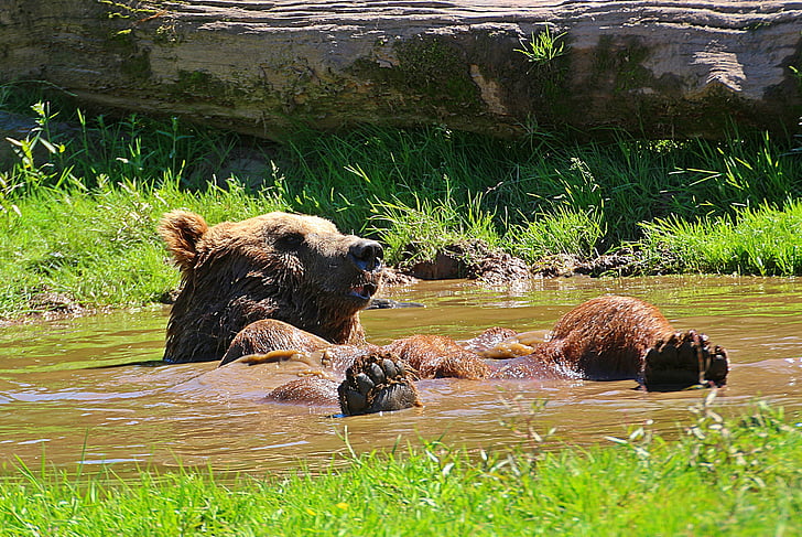 two brown bears on body of water during daytime