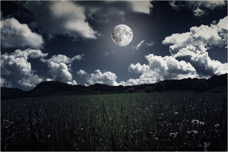 field of grass under tje moon