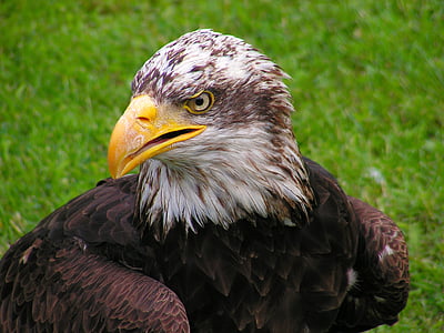 white and brown eagle