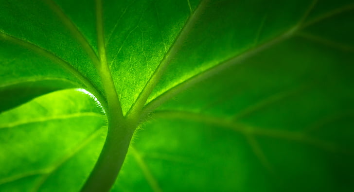 closeup photo of plant stem