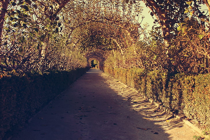 empty pathway under arch of foliage at daytime