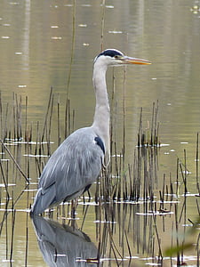 white crane standing on body of water during daytime