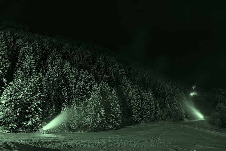 snow-covered forest during night